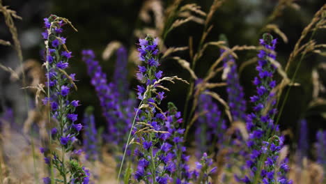 Arbustos-De-Lavanda-Primer-Plano-En-El-Viento,-Fondo-De-Naturaleza-Púrpura