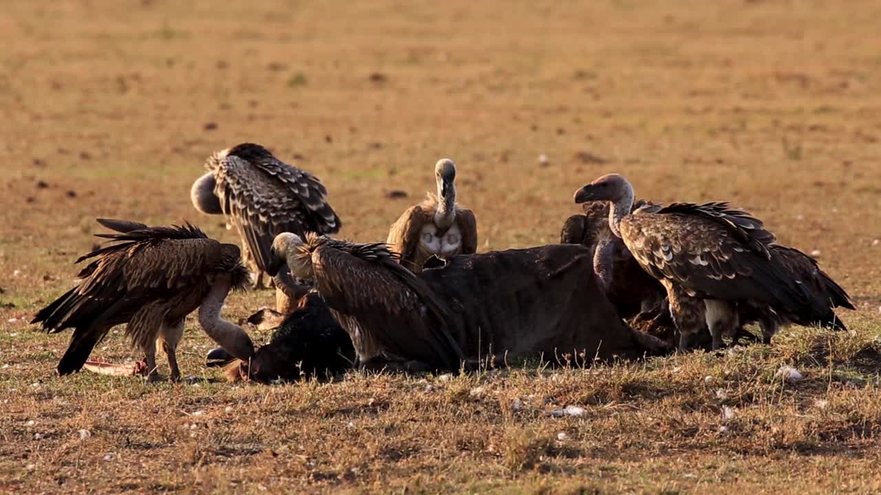 bandada de buitres carroñeros salvajes alimentándose de cadáveres de ñus podridos en un caluroso día de verano en el desierto en la sabana africana del serengeti, kenia, áfrica