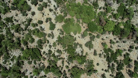 arbustos en tierra seca toma aérea de arriba hacia abajo
