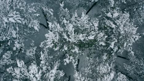 aerial view frozen forest with snow-covered spruce and pine trees