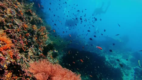 scuba divers swimming around a colorful reef overhang