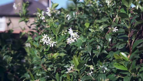 jasmine flowers with fresh dark green leaves growing on a warm sunny day