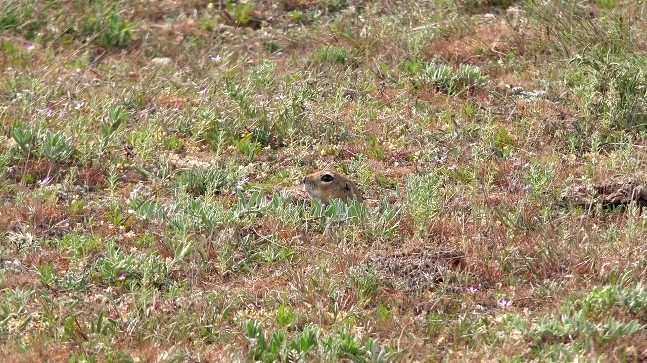 Ground Squirrel Peeking Out of Its Burrow in a Grassy Field