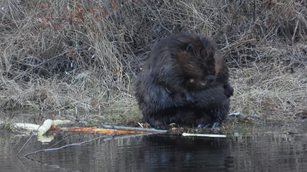 Wet Beaver Scratching and Cleaning Itself on the Shore of River