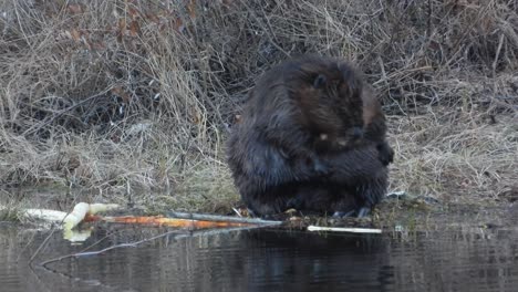 wet beaver scratching and cleaning itself on the shore of river