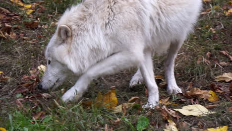Nahaufnahme-Eines-Southern-Rocky-Mountain-Grey-Wolf,-Der-Den-Boden-Nach-Nahrung-Absucht