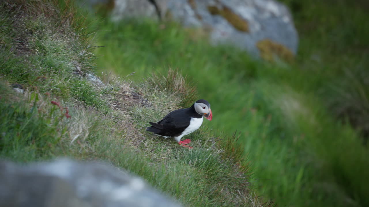 A puffin runs across wet grass with its large orange feet and slips down a steep hill on the island of Runde in Norway. But it quickly recovers by flapping its wings
