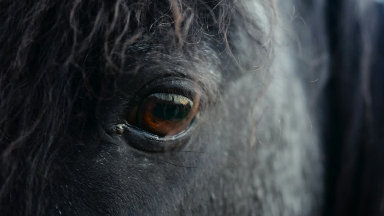 primer plano de un hermoso caballo negro ojo marrón