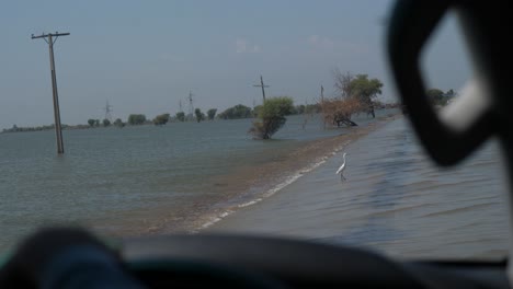 Pov-of-the-driver-looking-at-white-Egret