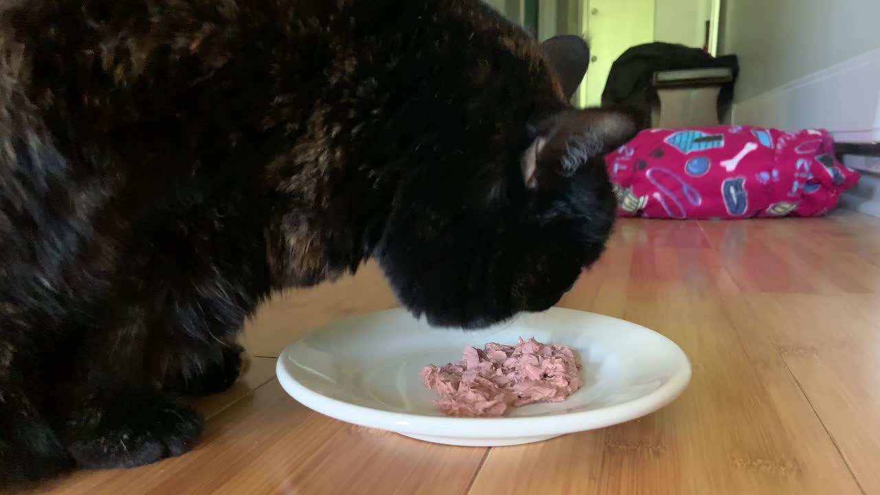 Ältere Schildpattkatze frisst ihr Nassfutter
