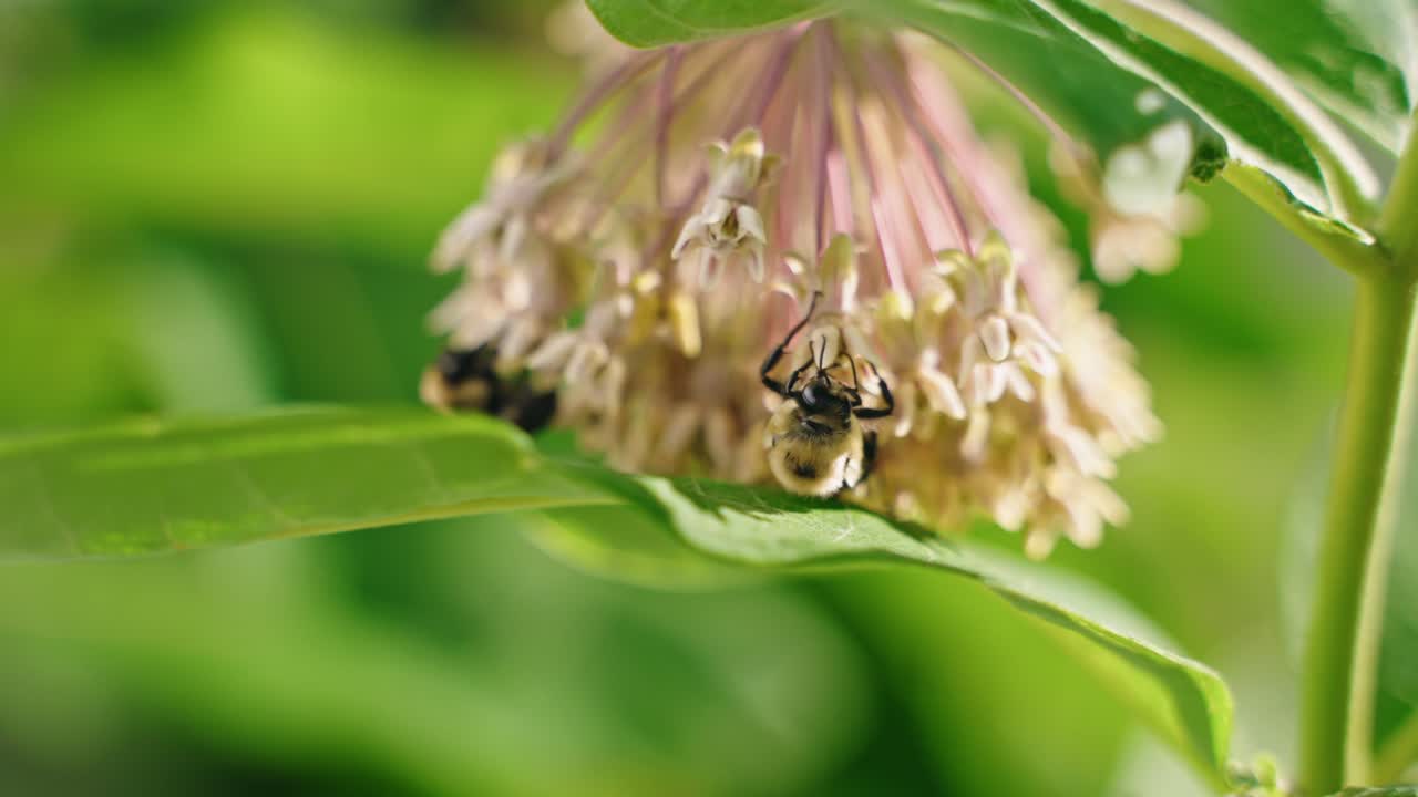 Brown-belted bumblebees collecting nectar from a white common milkweed, North America, Quebec, Montreal, Canada.