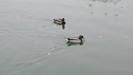 Zwei-Drake-Enten-Schwimmen-An-Einem-Bewölkten-Tag-Nebeneinander-In-Ruhigem-Wasser,-Wobei-Einige-Dinge-Im-Wasser-Schwimmen