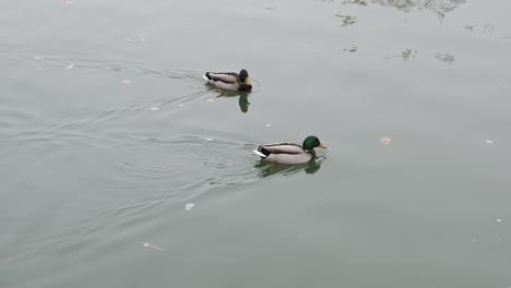 two drake ducks swimming side by side in calm water on a overcast day with some things swimming in the water