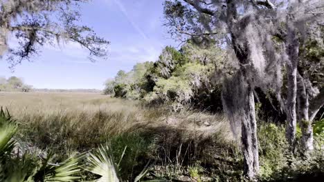 Pantano-Pantanoso-Y-Región-Baja-Cerca-De-Charleston-Sc,-Carolina-Del-Sur