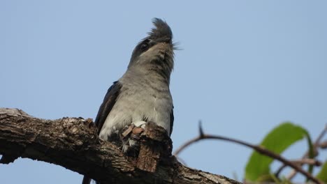 Crested-Treeswift-Macho-En-Nido