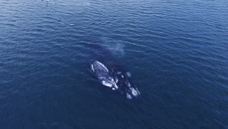 Hermoso-Par-De-Ballenas-Respirando-En-La-Superficie-Soplando-Un-Rociado---Plano-Principal-Aéreo-En-Cámara-Lenta