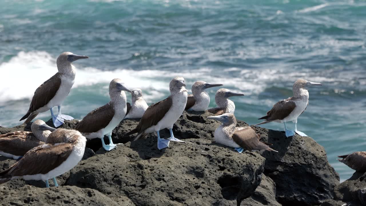 Blue-footed boobies in the Gal&aacute;pagos Islands with bright blue feet stand on volcanic rock facing the wind as waves crash in the background on Santa Cruz Island
