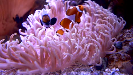 orange clownfish swimming through a pink anemone feeling right at home with a neighbour passing by