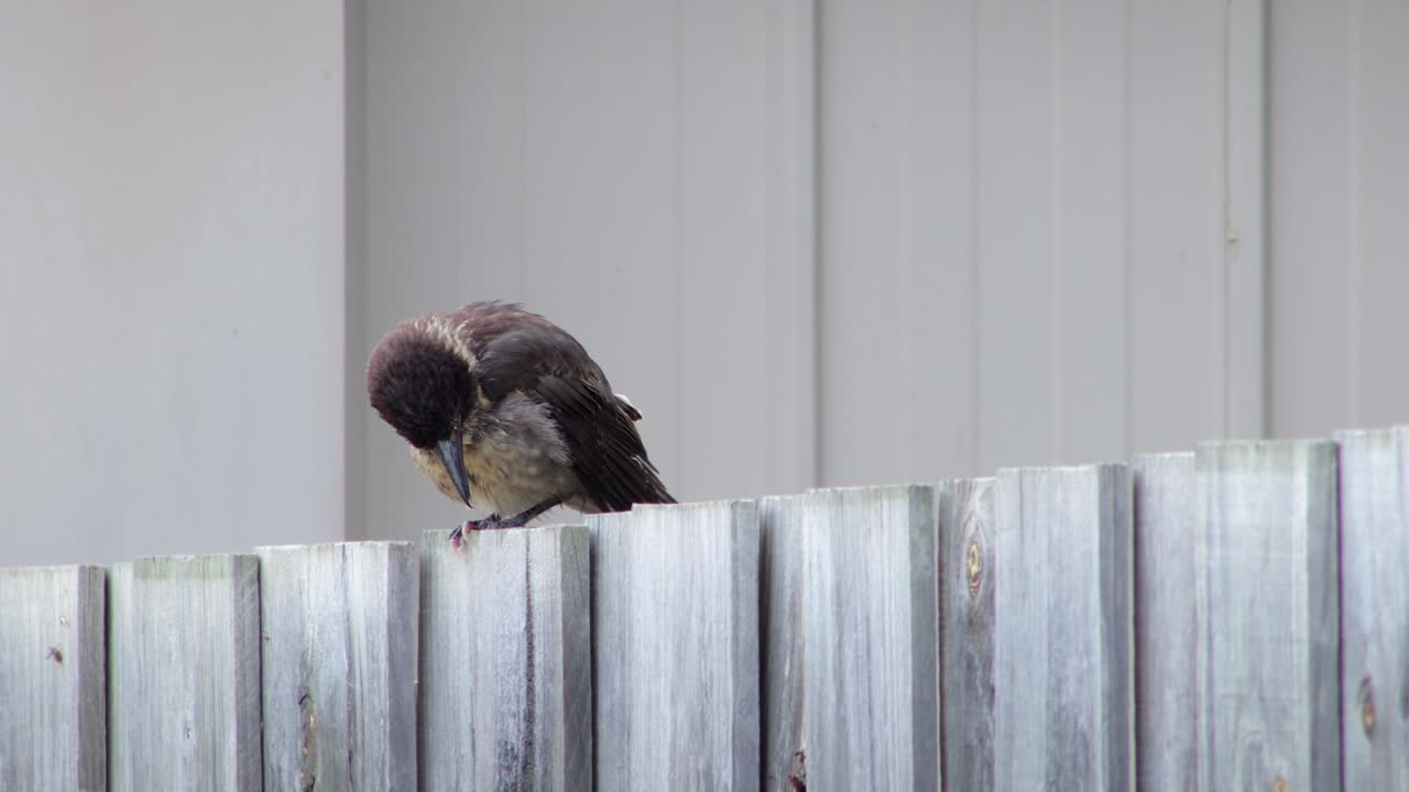Juvenile Butcherbird Close Up Rubbing Its Head On Wooden Fence In Garden Daytime, Maffra, Gippsland, Victoria, Australia