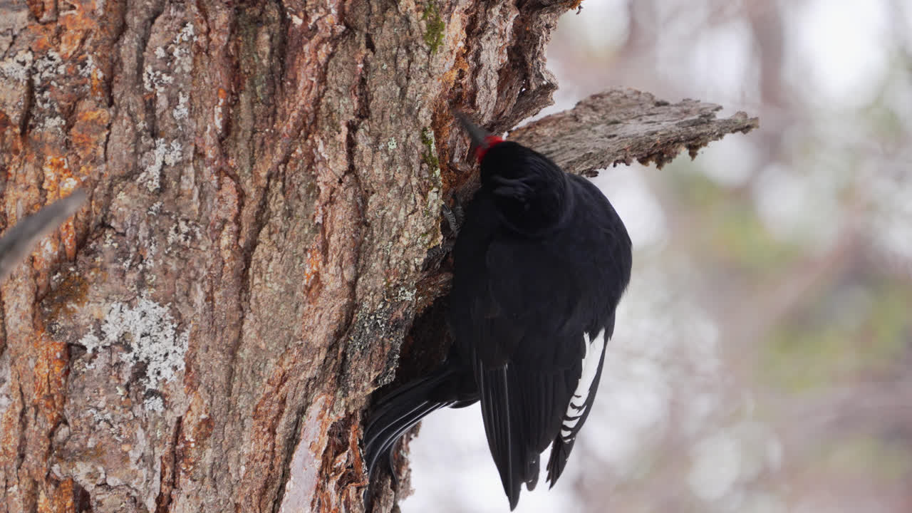 Magellanic Woodpecker, Campephilus magellanicus, foraging on beetle larvae under the bark of a tree in southers Patagonian forest
