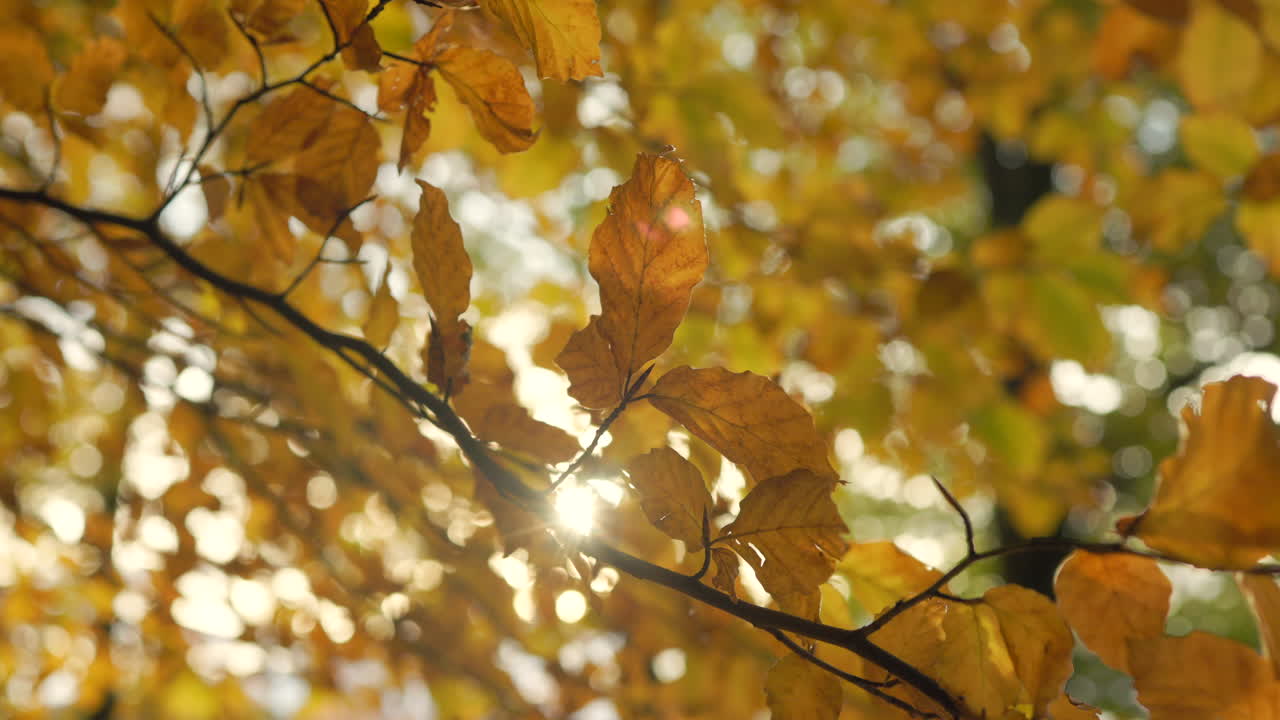 hermosas hojas de otoño doradas con la luz del sol asomando