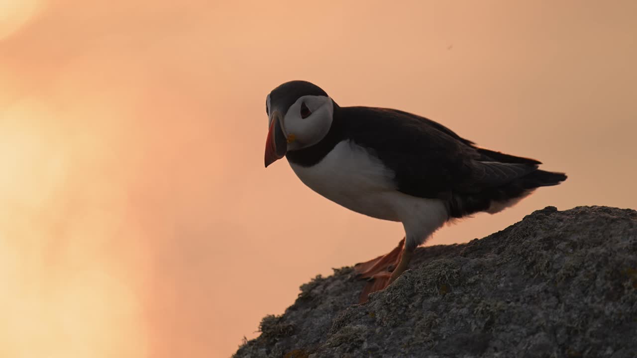 el puffin naranja al atardecer retrato en la costa en la hermosa luz del atardecer de la hora dorada, el puffin atlántico en la isla de skomer, reino unido aves y aves en el atardecer