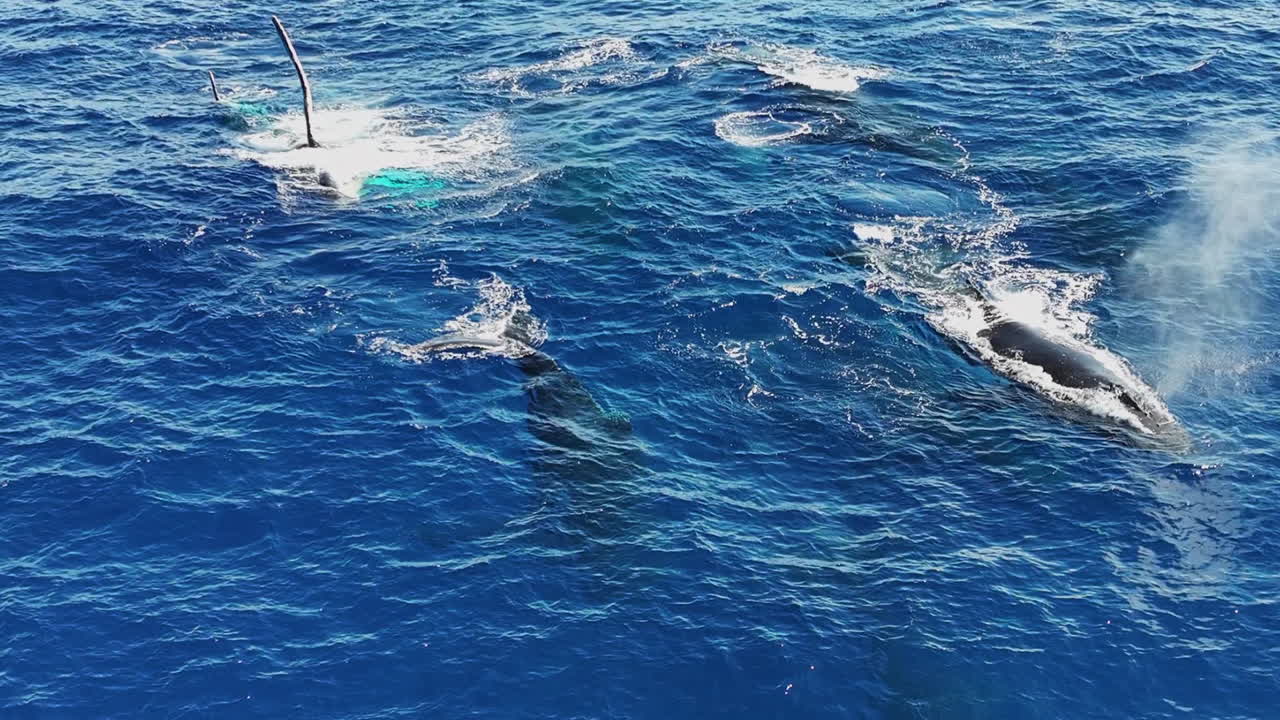 Group of Humpback Whales Swimming in Blue Ocean Water, Drone Shot, Slow Motion