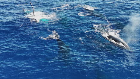 Group-of-Humpback-Whales-Swimming-in-Blue-Ocean-Water,-Drone-Shot,-Slow-Motion