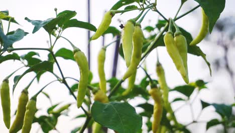 capsicum frutescens 近距離影像 綠色<unk>