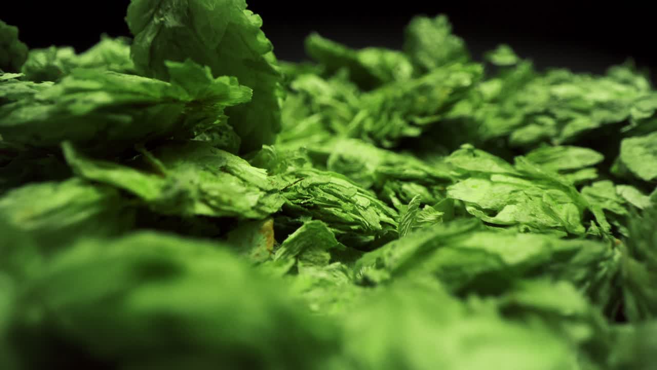 macro primer plano de hojas de lúpulo de cerveza cayendo sobre un montón de lúpulo empujar en 4k ingredientes de cerveza hojas de cáñamo de marihuana