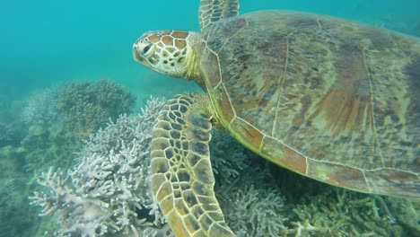 una tortuga nadando en la barrera de arrecifes de australia.