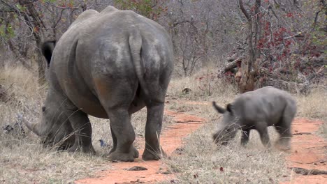a smooth steady shot of a mother rhino and her calf as it plays and jumps around its mother