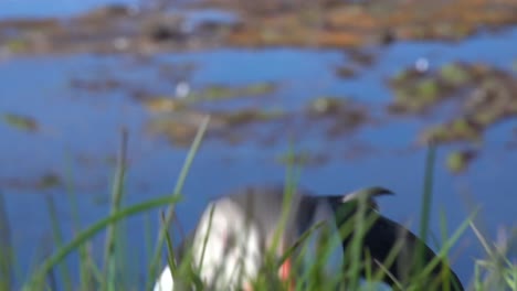 bonito primer plano de un lindo frailecillo posando en la costa de islandia cerca de latrabjarg 16