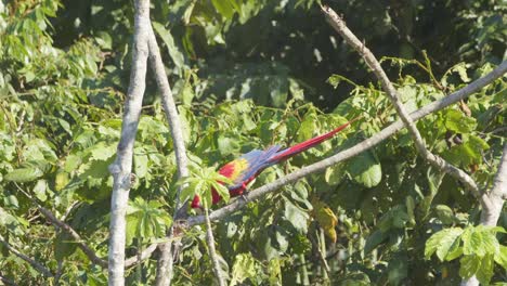 adult scarlet macaw slowly walks on branch in tambopata rainforest