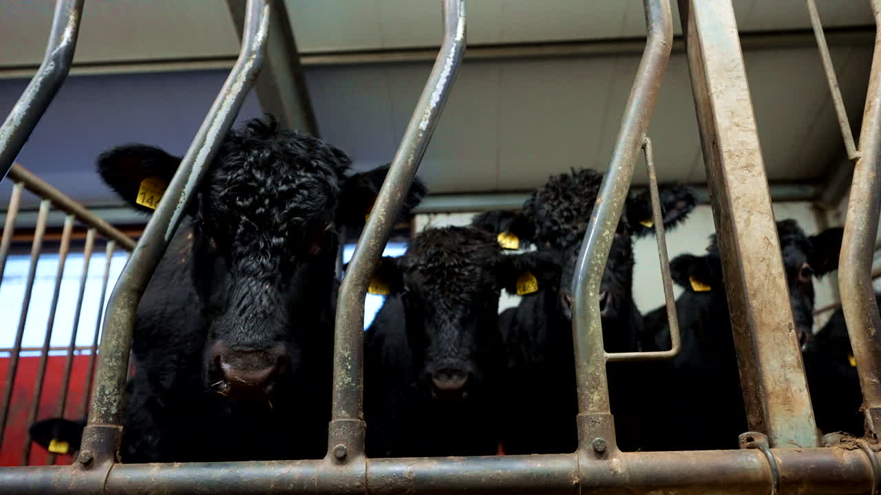 Animal safety controls, metal dividing management livestock system