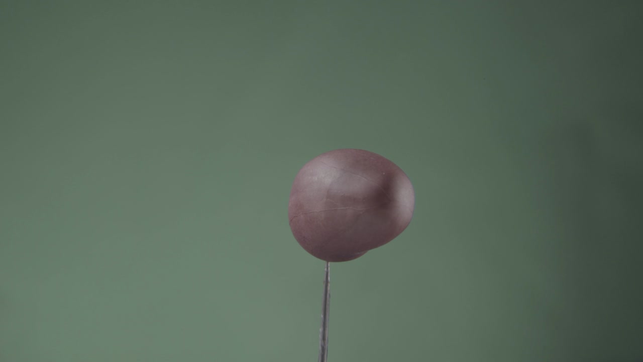 크로마 키를 위해 녹색 화면에 루프와 함께 땅콩 회전