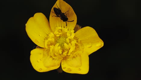 toma estable que muestra una flor amarilla visitada por un insecto que luego se va volando