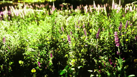 colorful wildflower meadow in vibrant natural light during spring