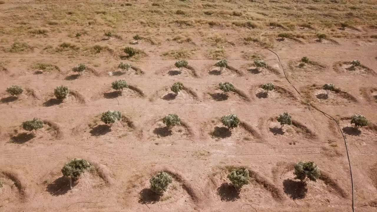 Circle minimal pattern of desert in fig garden in harvest season in summer Iran traditional agriculture farmer dry fruit process in nut industry fig jam sweet delicious nutritious rainfed agriculture