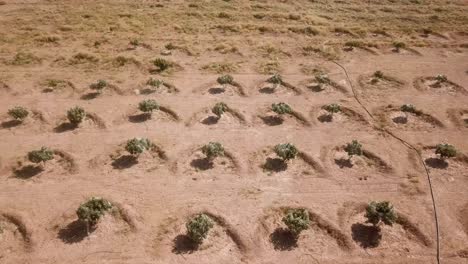círculo patrón mínimo del desierto en el jardín de higos en la temporada de cosecha en verano irán agricultura tradicional agricultor proceso de frutas secas en la industria de nueces mermelada de higos dulce delicioso nutriente agricultura de lluvia