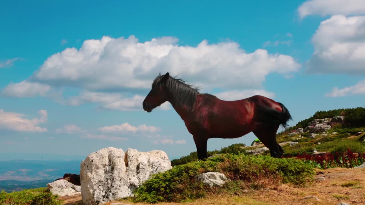 En brun hest står på toppen af en bakke i bjergene.