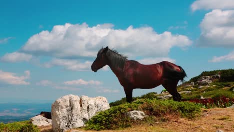 a brown horse standing on top of a hill in the mountains
