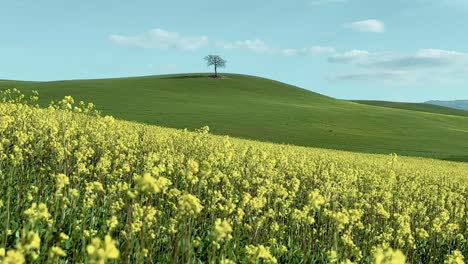 Blooming-rapeseed-field-and-lonely-tree-on-green-meadow-in-horizon