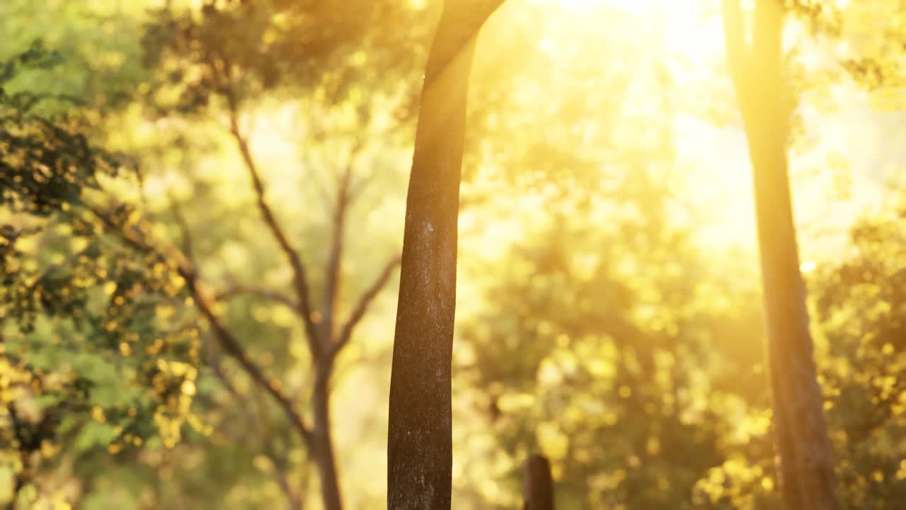 일출 햇빛과 그림자와 낙 엽 송 숲