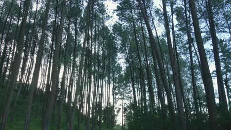 Tiro-Hacia-Atrás-De-Pinos-En-El-Bosque