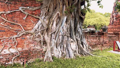 The-stone-Buddha-head-entwined-in-tree-roots-at-Wat-Mahathat,-Ayutthaya