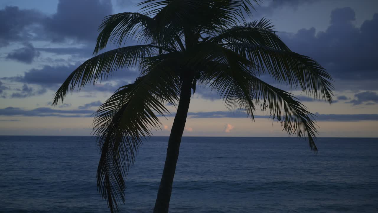 Silhouette of a palm tree with a sunset and the ocean in the background.