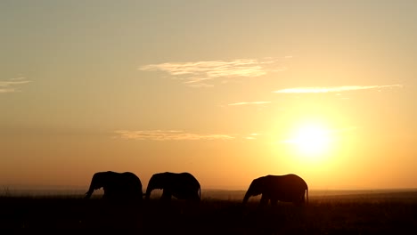 african elephants silhouette in the heart of masai mara national reserve.