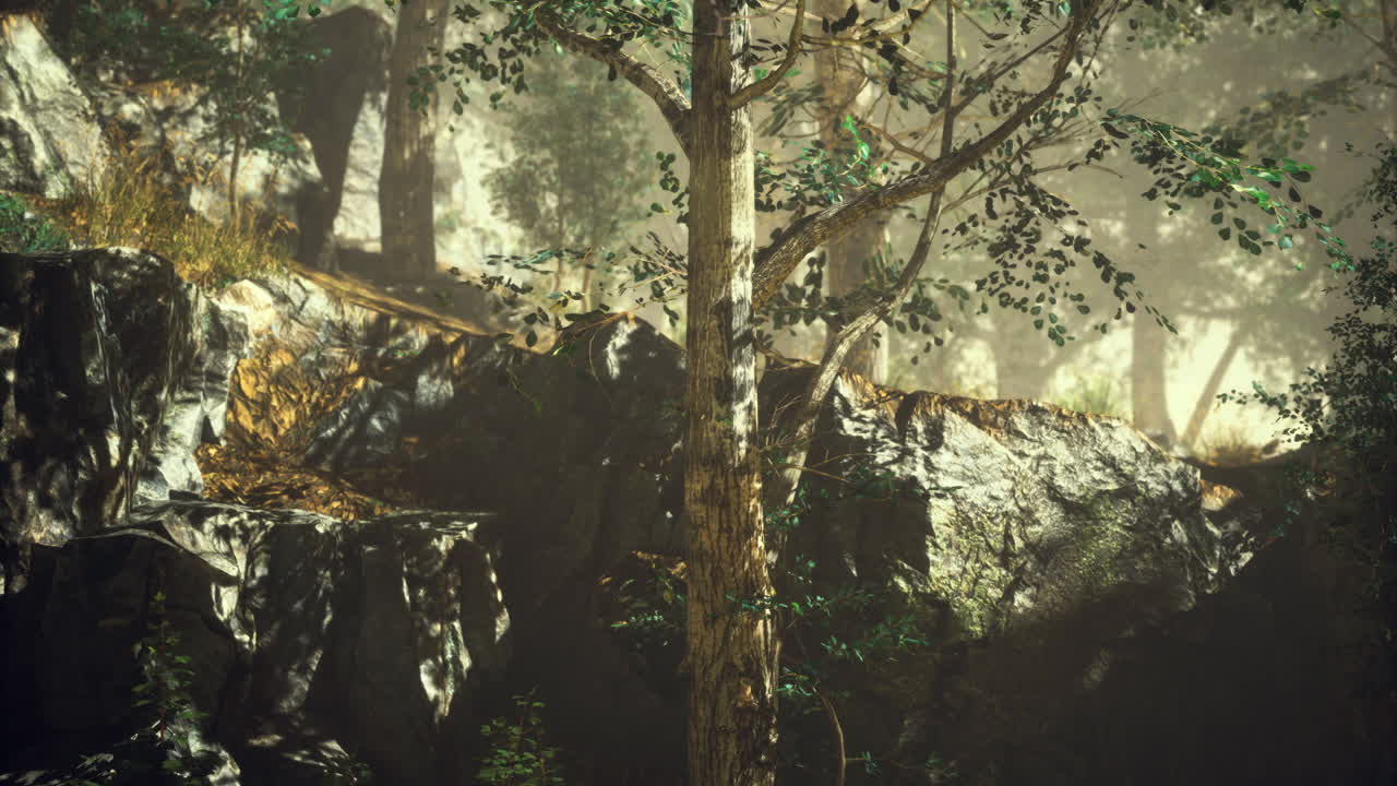 바위 들 이 있는 안개 숲