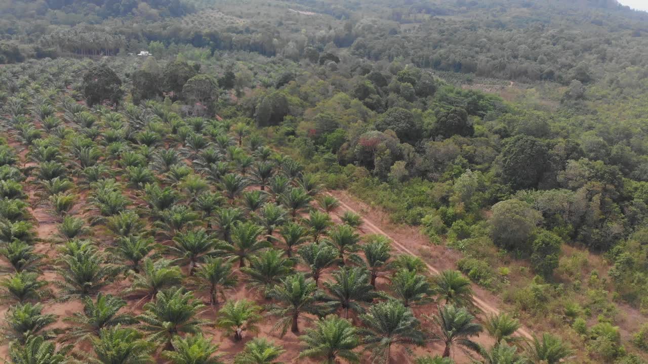 Aerial view of palm oil plantation at Belitung Indonesia during daytime
